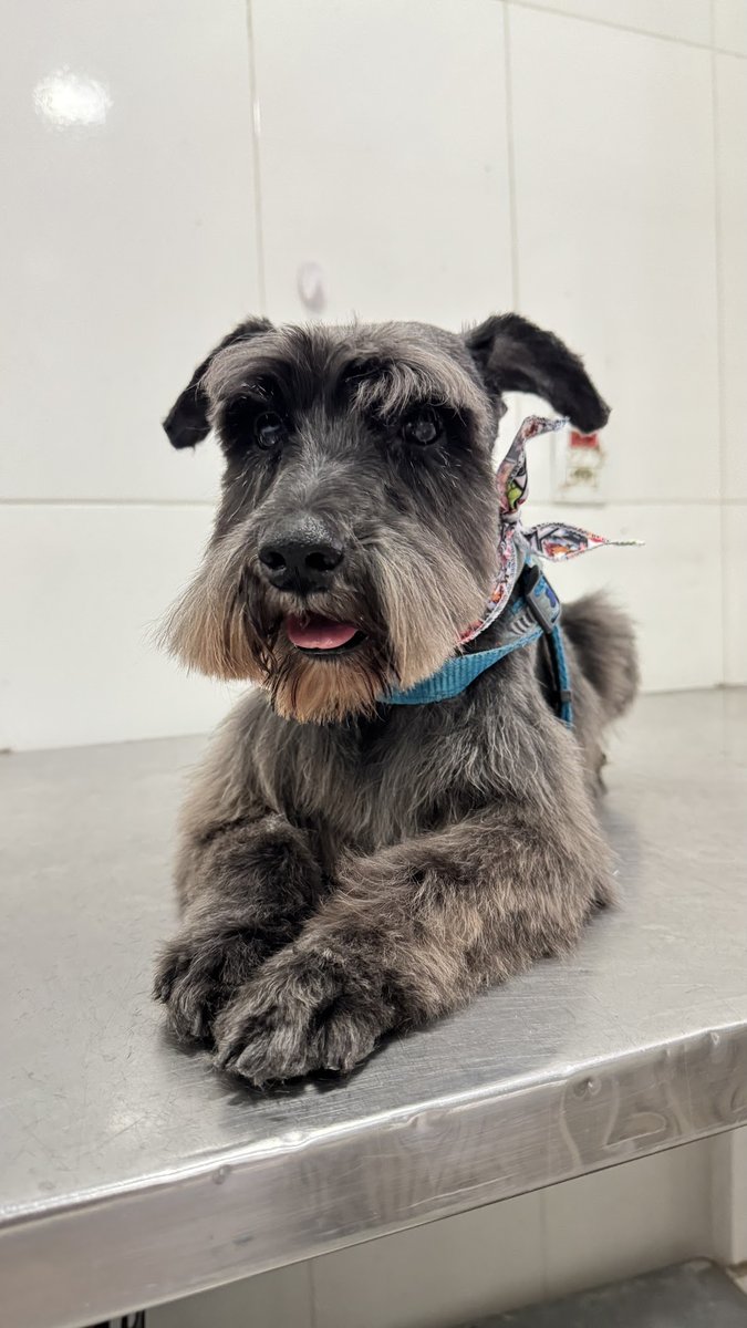 Pet Charm Estética Animal