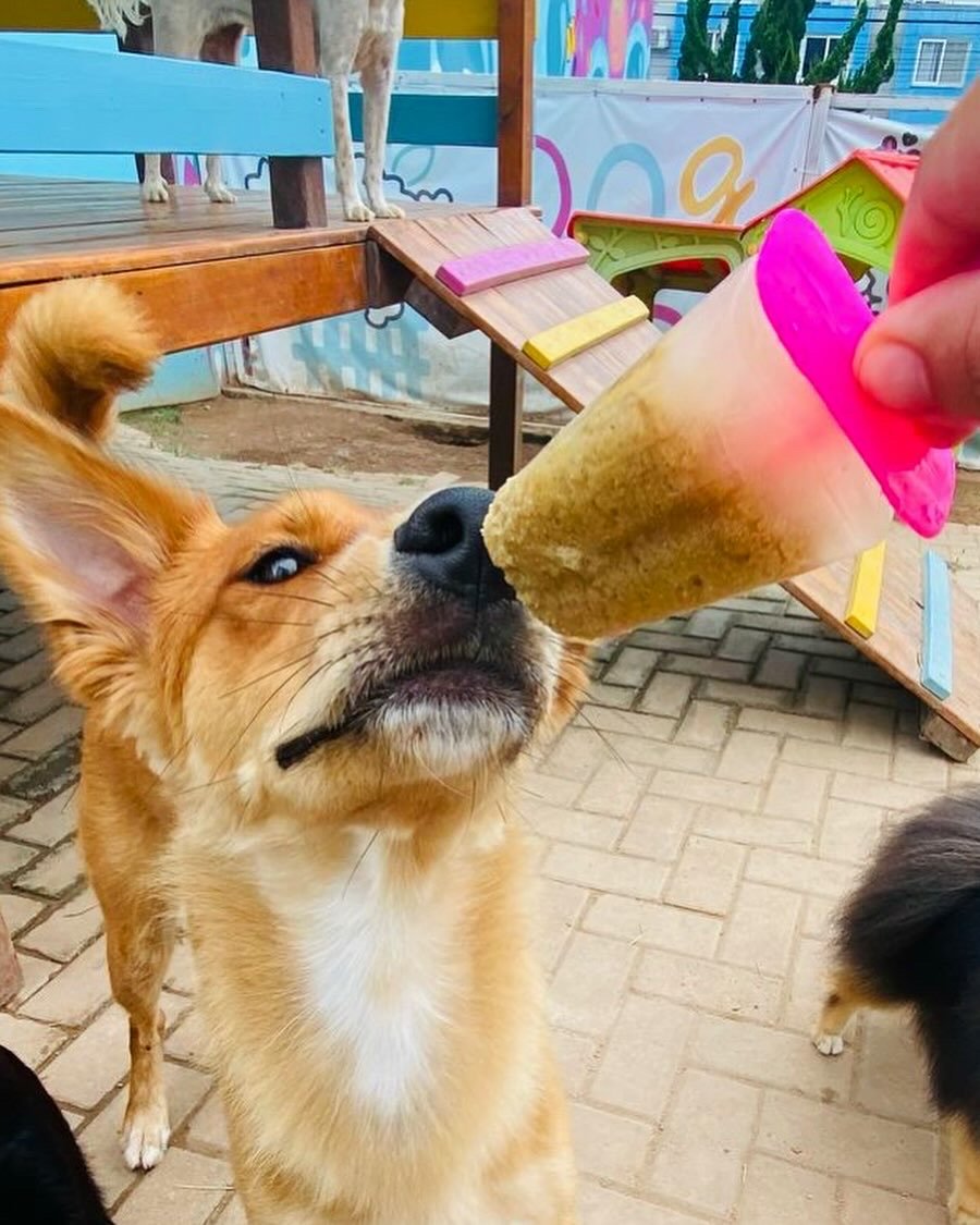 Dog Yard Creche e Hotel para Cachorro | Day Care - Zona Sul