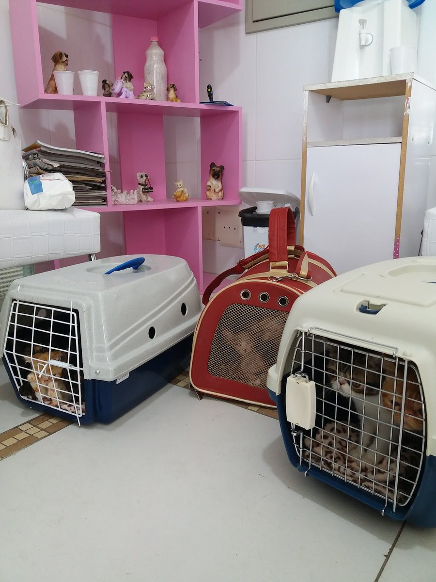 Clínica Veterinária do Forte