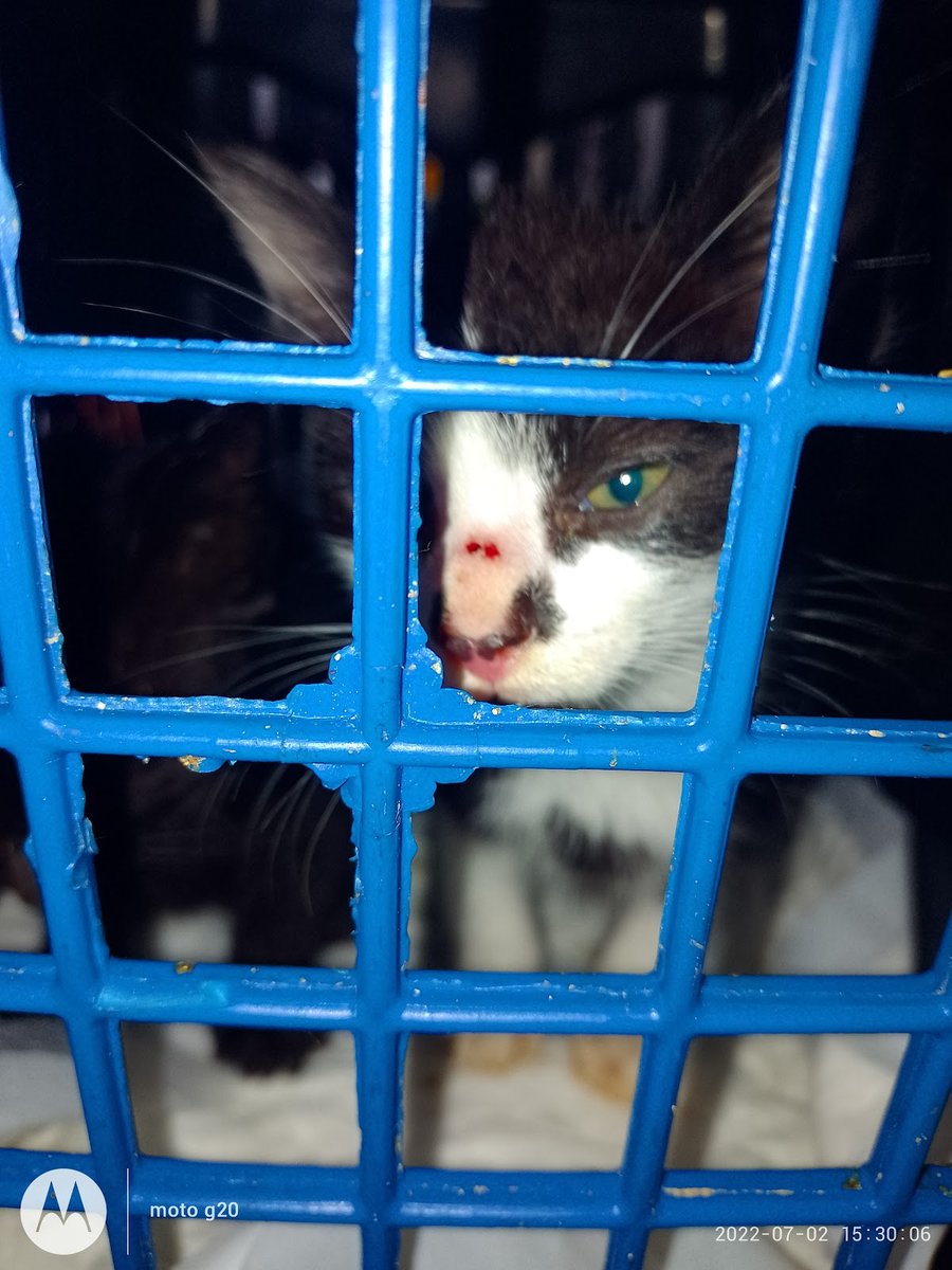 Clinica Veterinaria Vida e Saude Animal