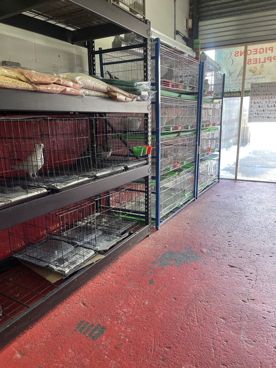 GWE'S PIGEONS AND SUPPLIES