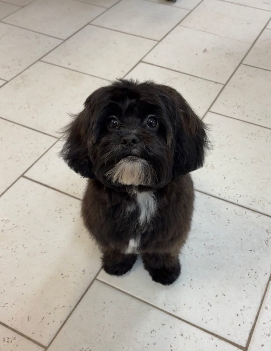 Island Pet Resort Pet Boarding, Grooming, and Day Care