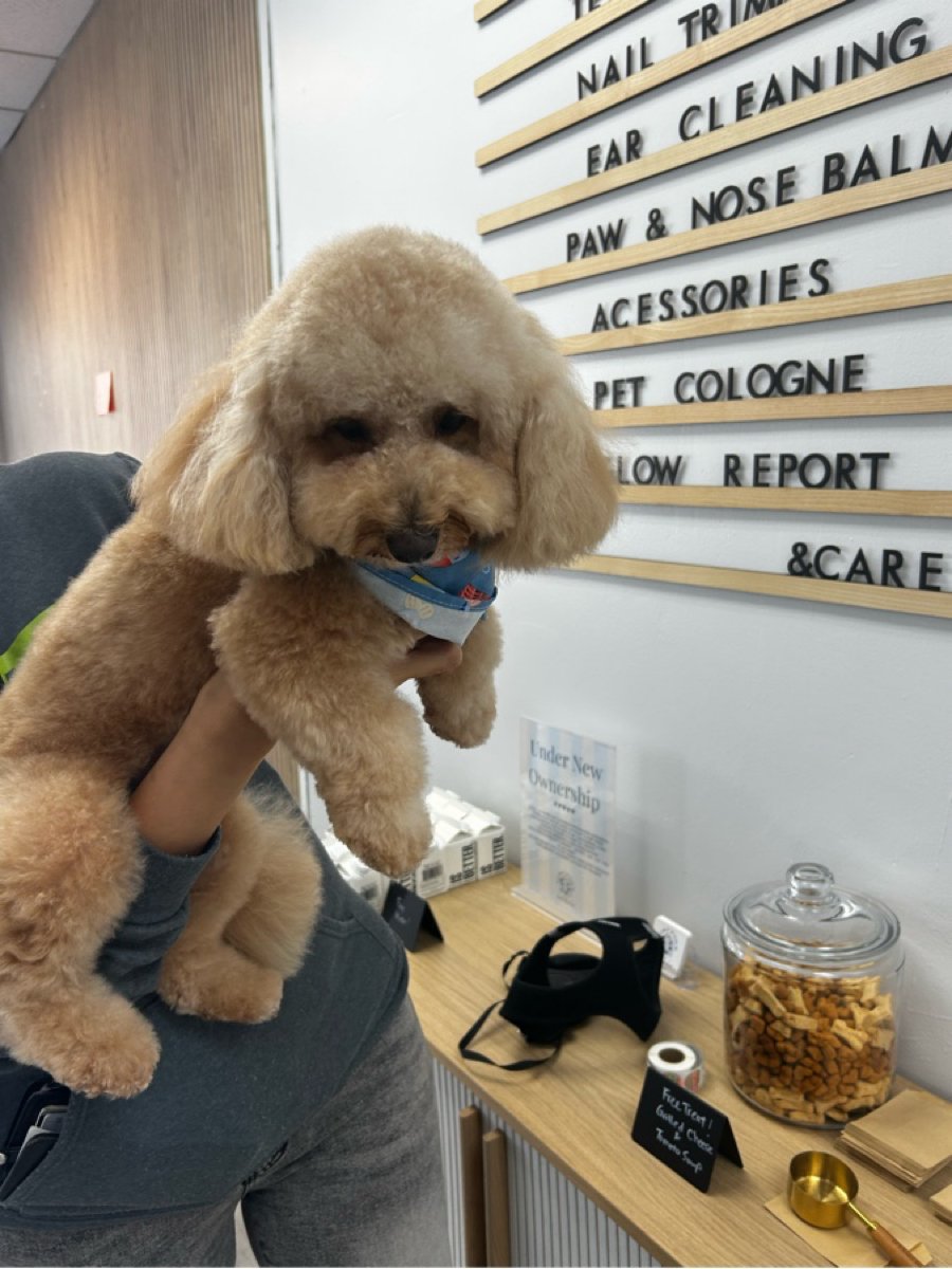 Lucky Paws Pet Grooming (Under New Ownership)