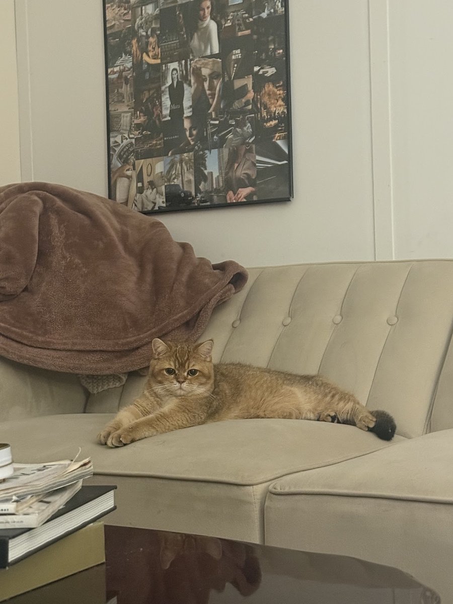 InterPets.NYC - British Shorthair Kittens