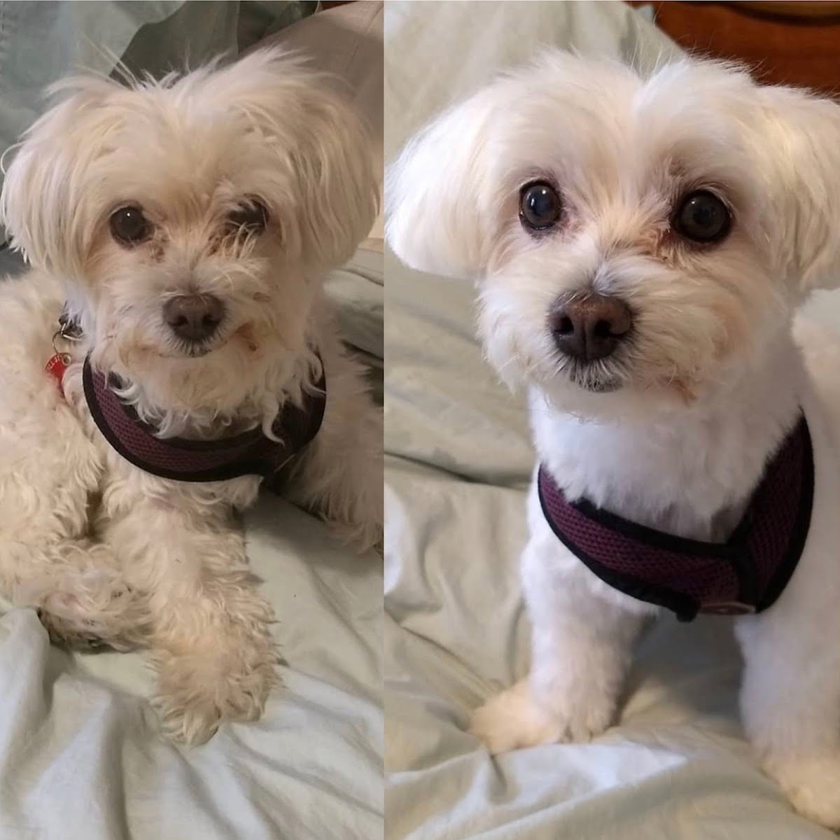 Snowball's Pets Grooming Salon