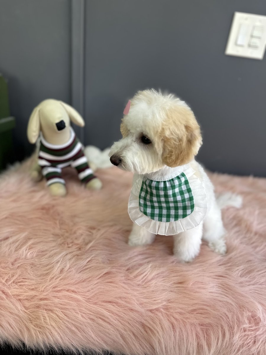 MARU Doggie Grooming