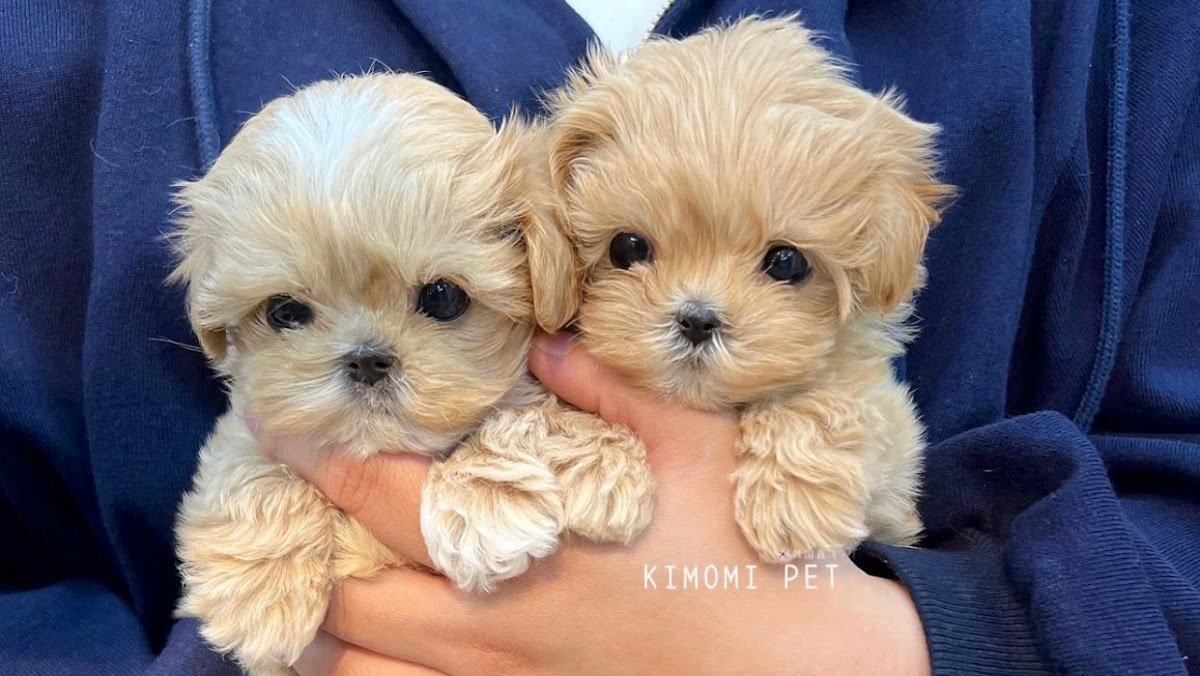 Kimomi Pet | Manhattan Pet Store | Grooming | Boarding & Daycare