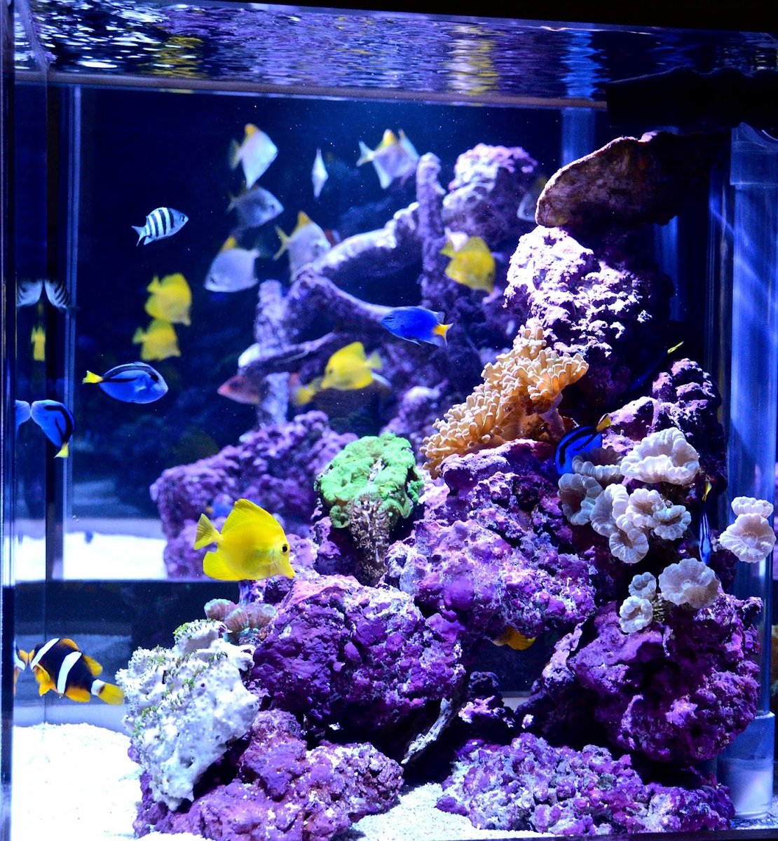 Reef Bar Aquarium Services