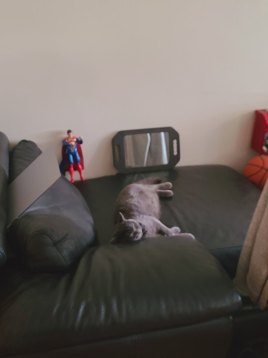 Scottish Fold Kittens Brooklyn New York