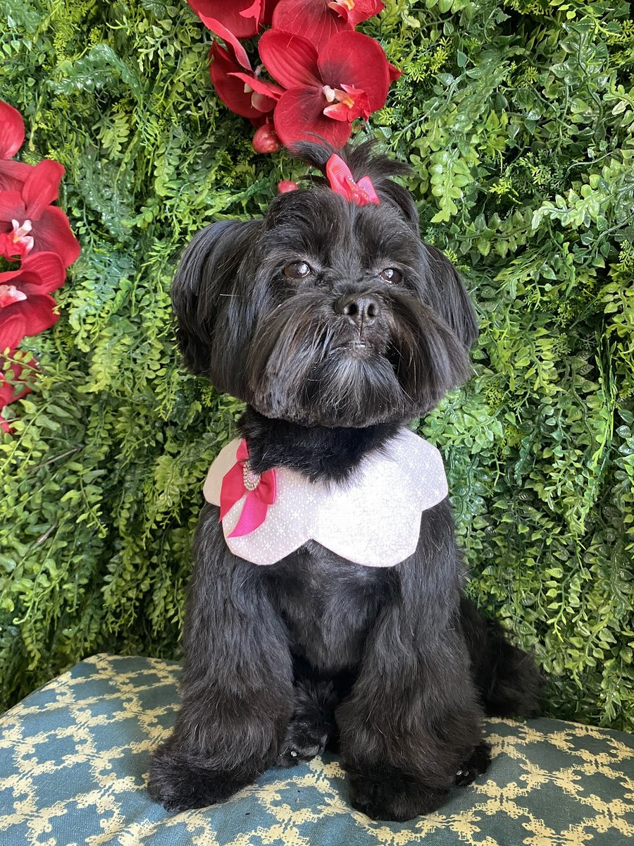 Chic Doggie the grooming studio