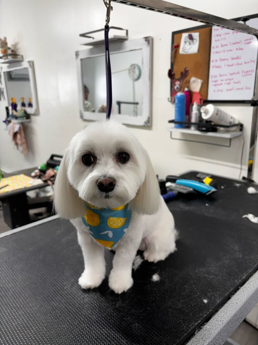 Doghouse Grooming Salon