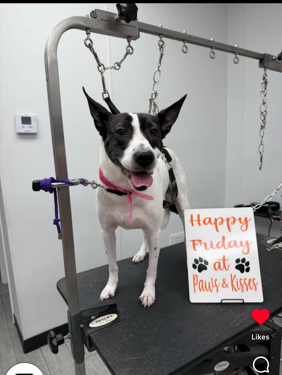 Paws & Kisses