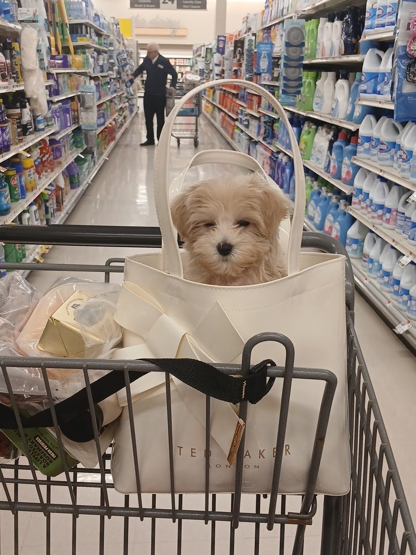 Silver Nickel Puppies at Troy's Trims and Treats