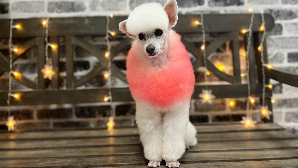 Love Paws - Pet Grooming & Services