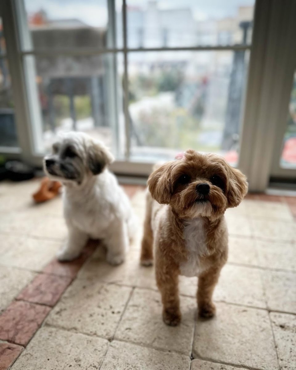 Q Cute Doggie House Inc