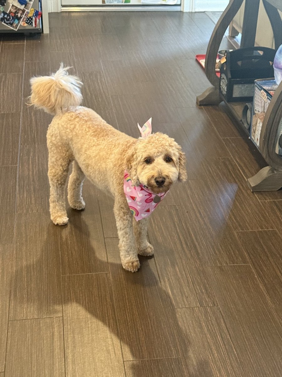 Groom & Goods – Dog Grooming & Pet Supply | Cliffside Park