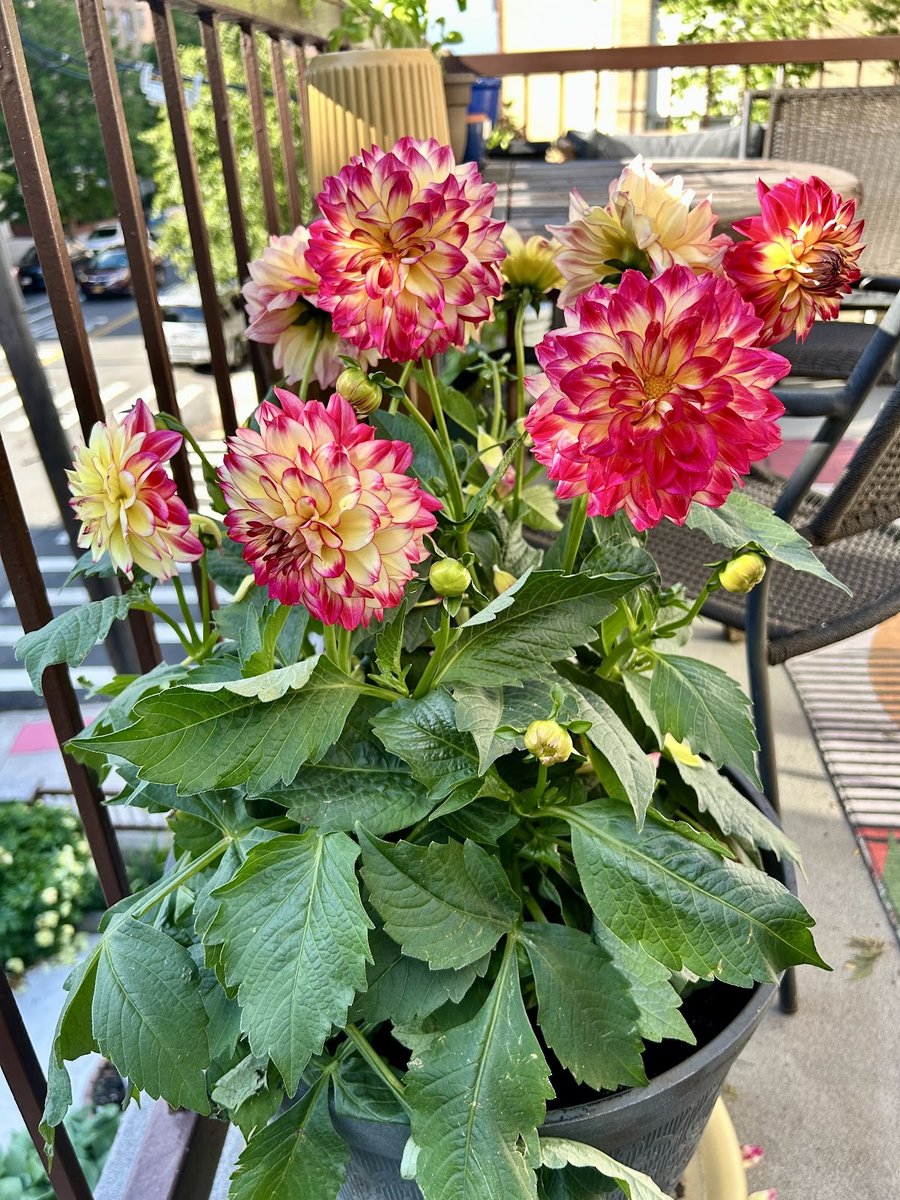 George’s Plants and Pets