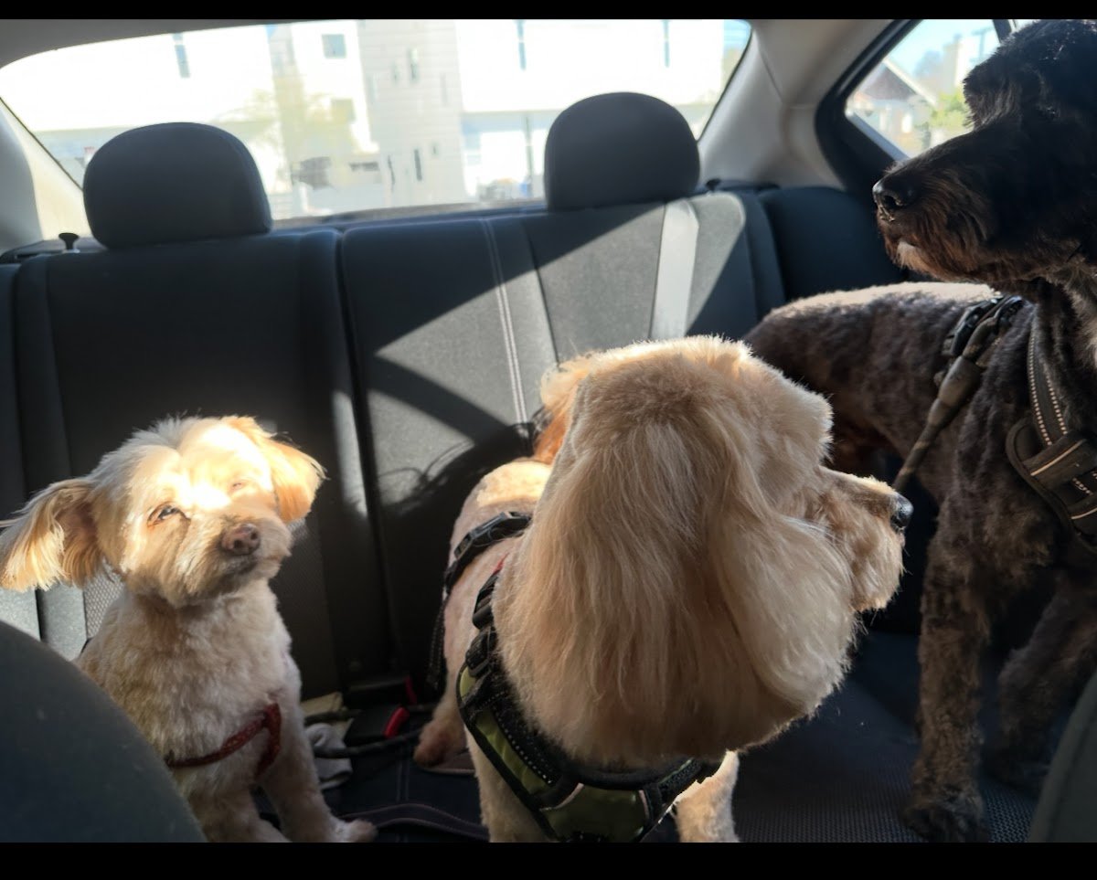 Purrrfect Paws Grooming