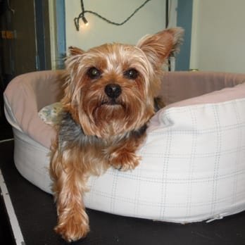 Max's Self-Serve Pet Wash And Grooming