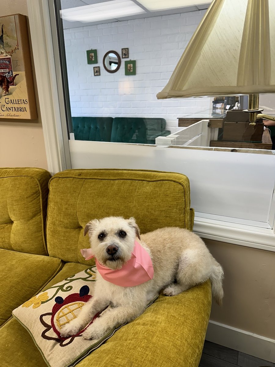 Dash Pet Pawlor - Uptown Whittier