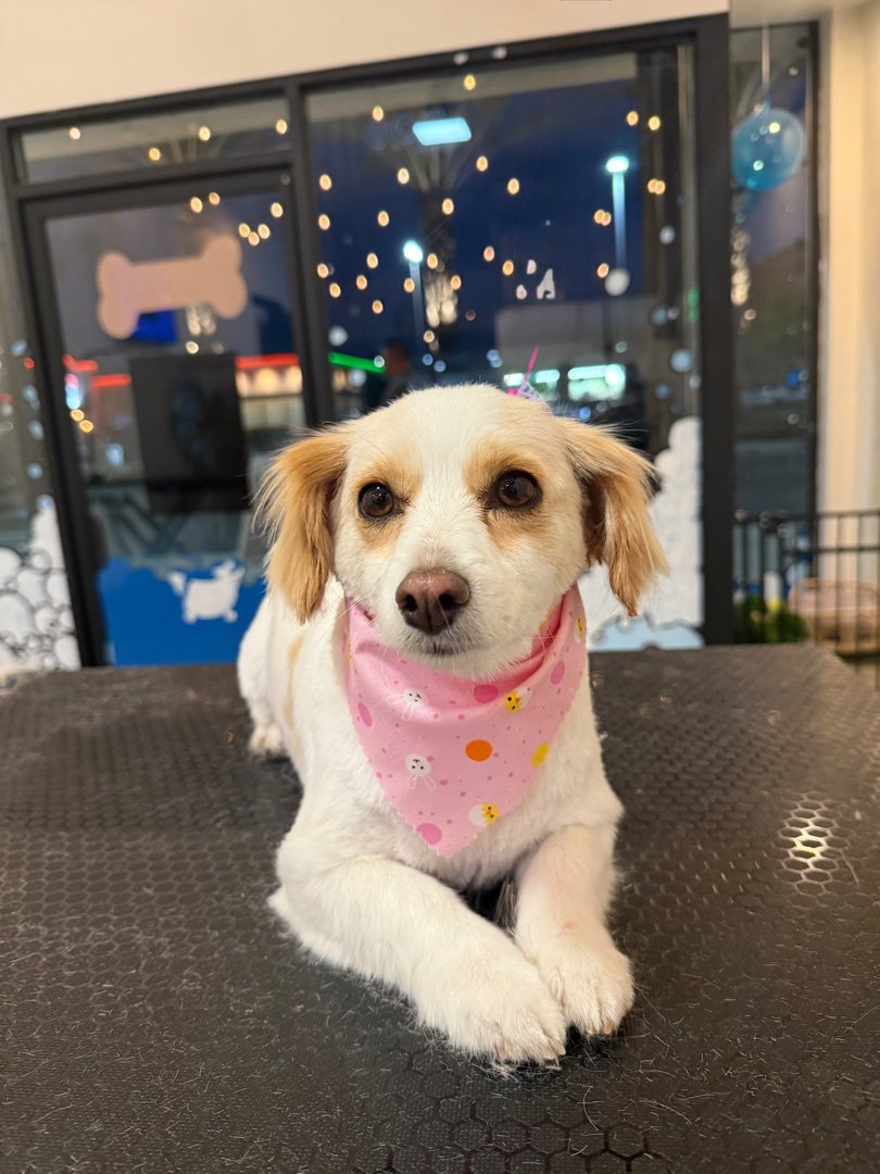 Allie & Paws - Dogs & Cats Grooming