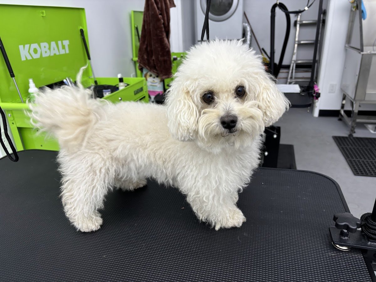 The Corner Grooming Shop