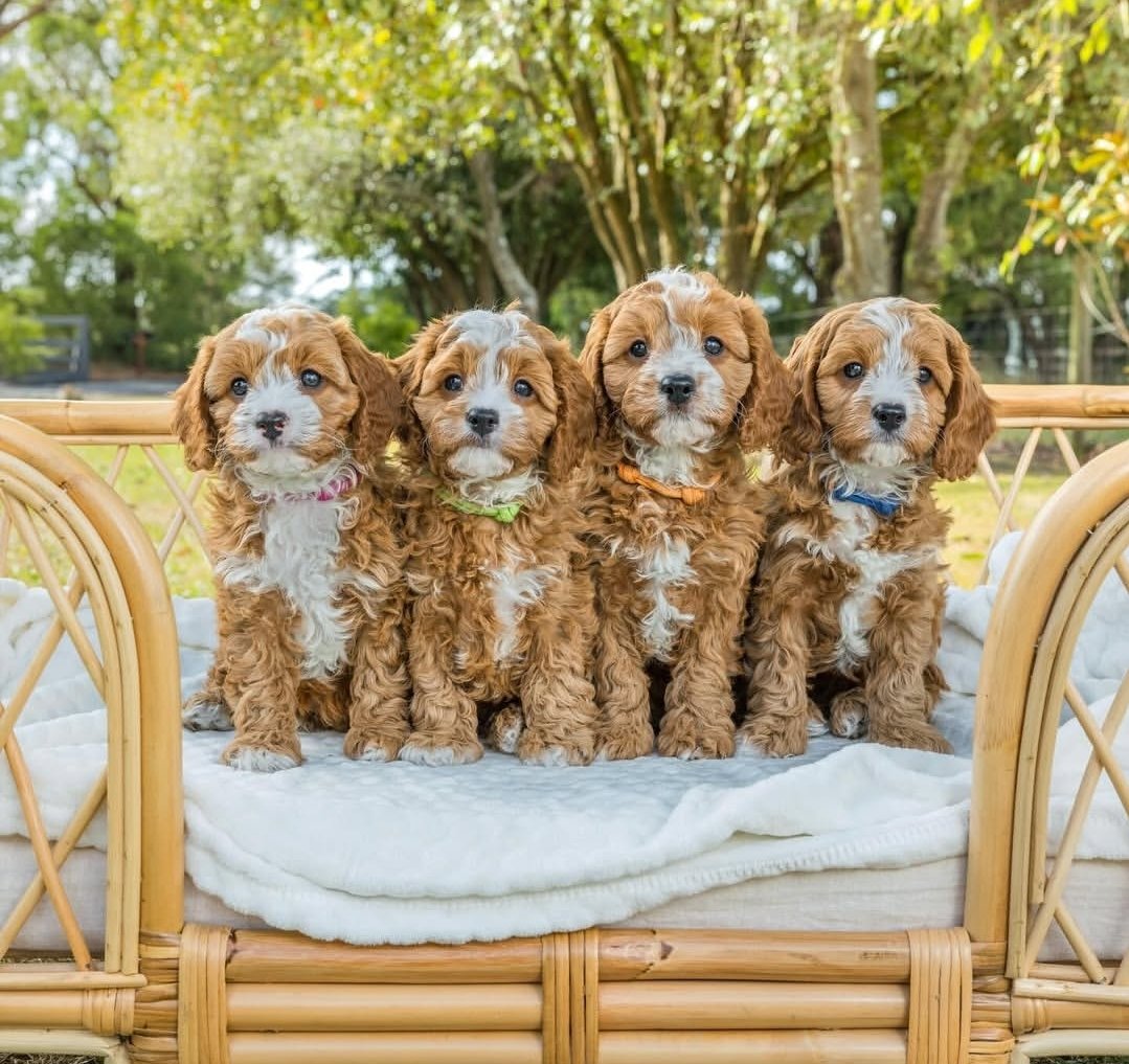 Teacup poodle puppies for sale near me
