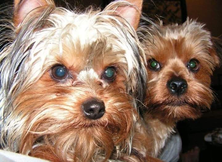 Innovet Pet Products