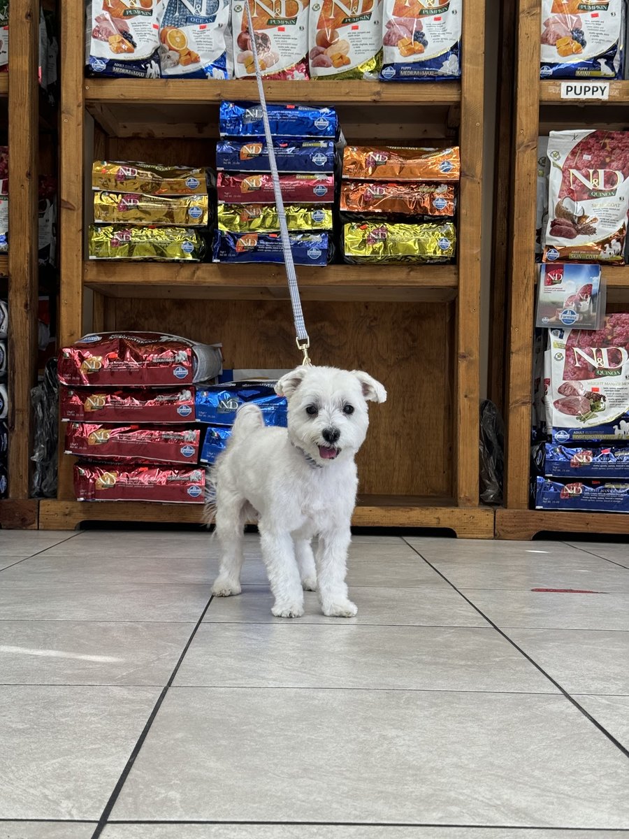 Andy's Pet Grooming & Supplies