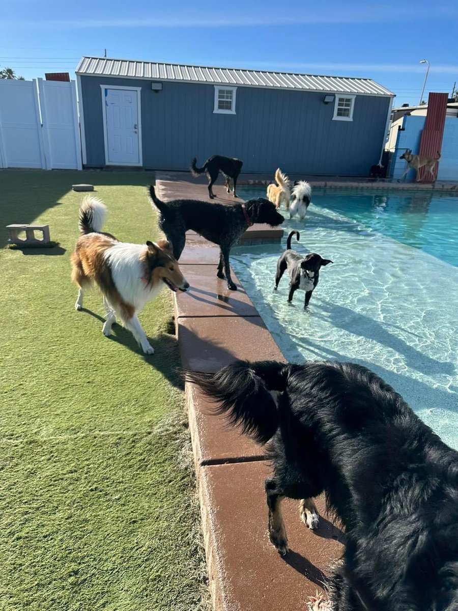 The Furshire Social Club for Dogs & Cats