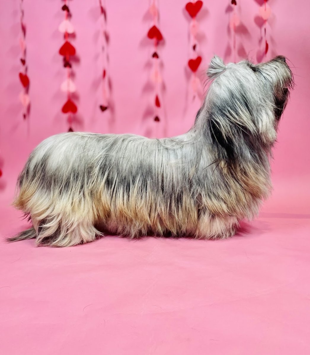 FurBabies Resort and Spa