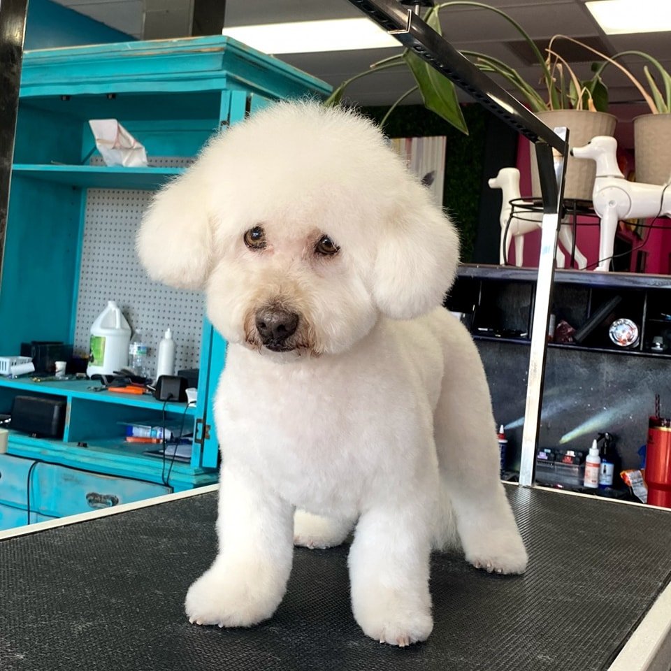 That Crazy Dog Lady Pet Grooming - Glendale