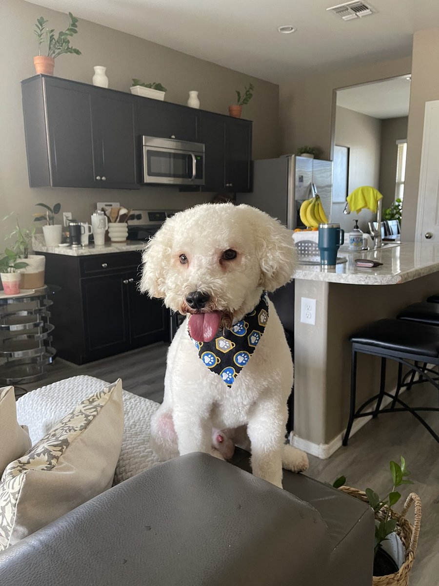 Sunshine Pet Grooming Laveen