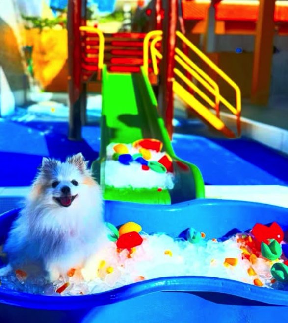 Pet Chow Canil e Hotel