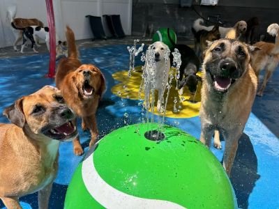Paw Commons Pet Resort & Training Center - Scottsdale