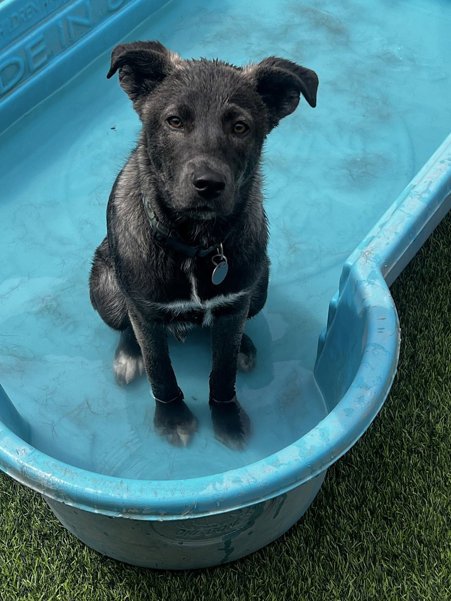 Alta Vista Boarding & Grooming