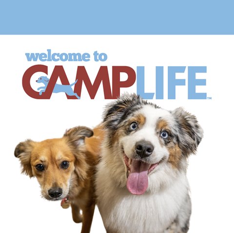 Camp Bow Wow Dobson Ranch Mesa