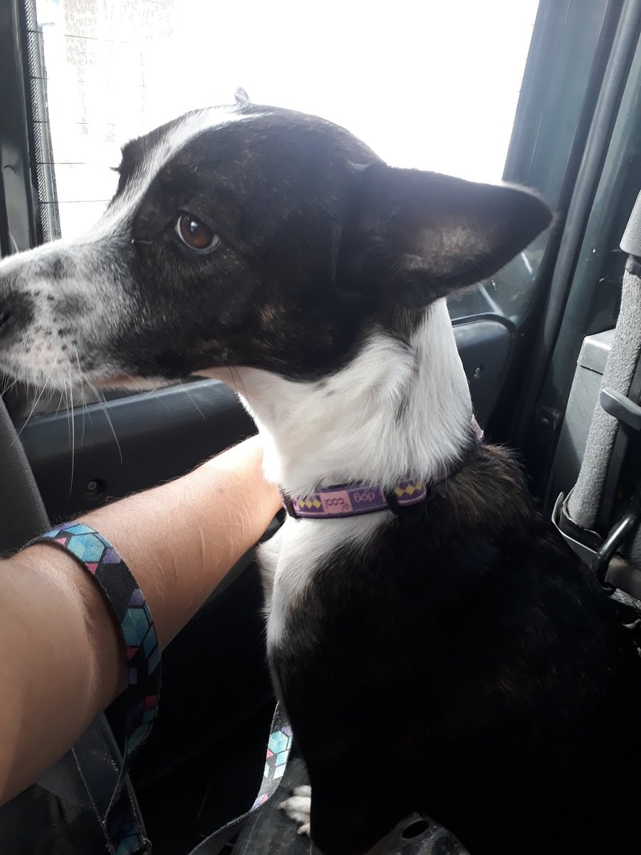 Clínica Vira Lata & Cia