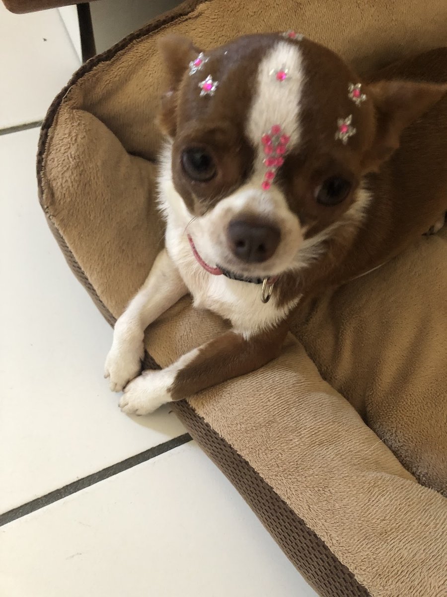 Vet Center, Clínica Veterinária e Pet Shop