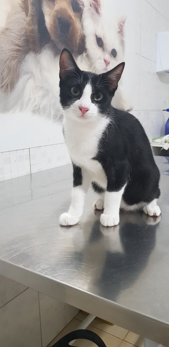 Saúde Animal Clínica Veterinária