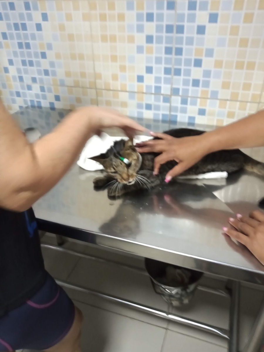 HEMODOG - Banco de Sangue Veterinário