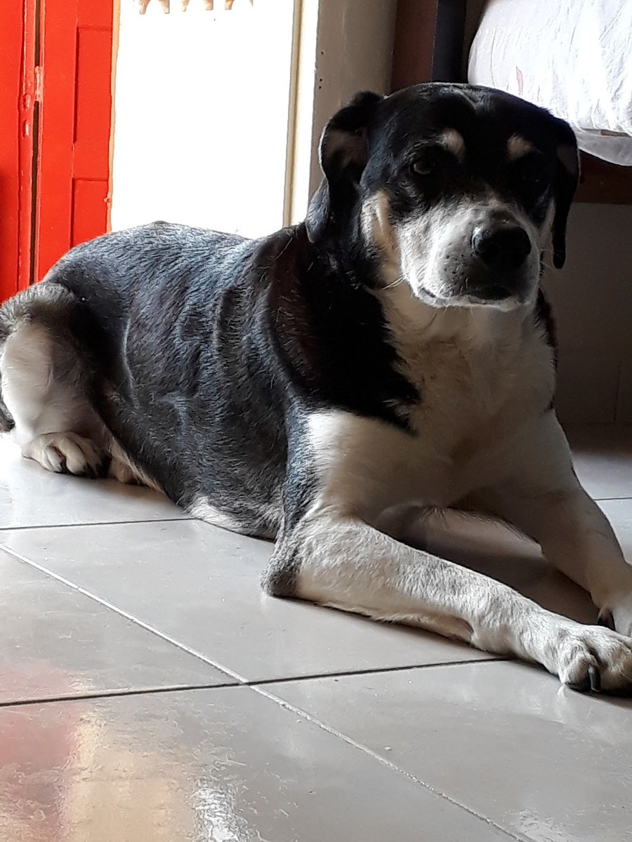 Clinica Veterinaria Nova Cão Peão