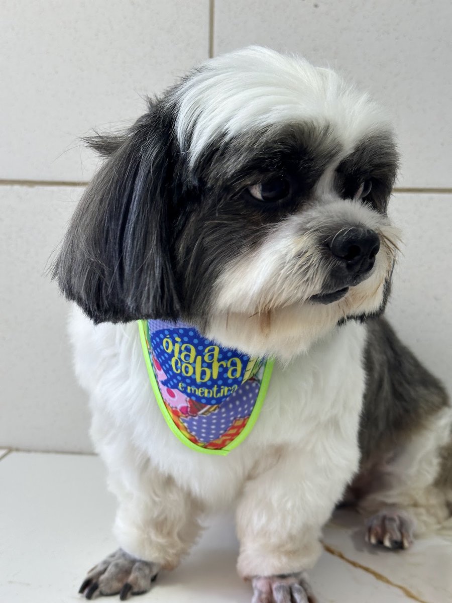 Pet Shop Bicho e Mania