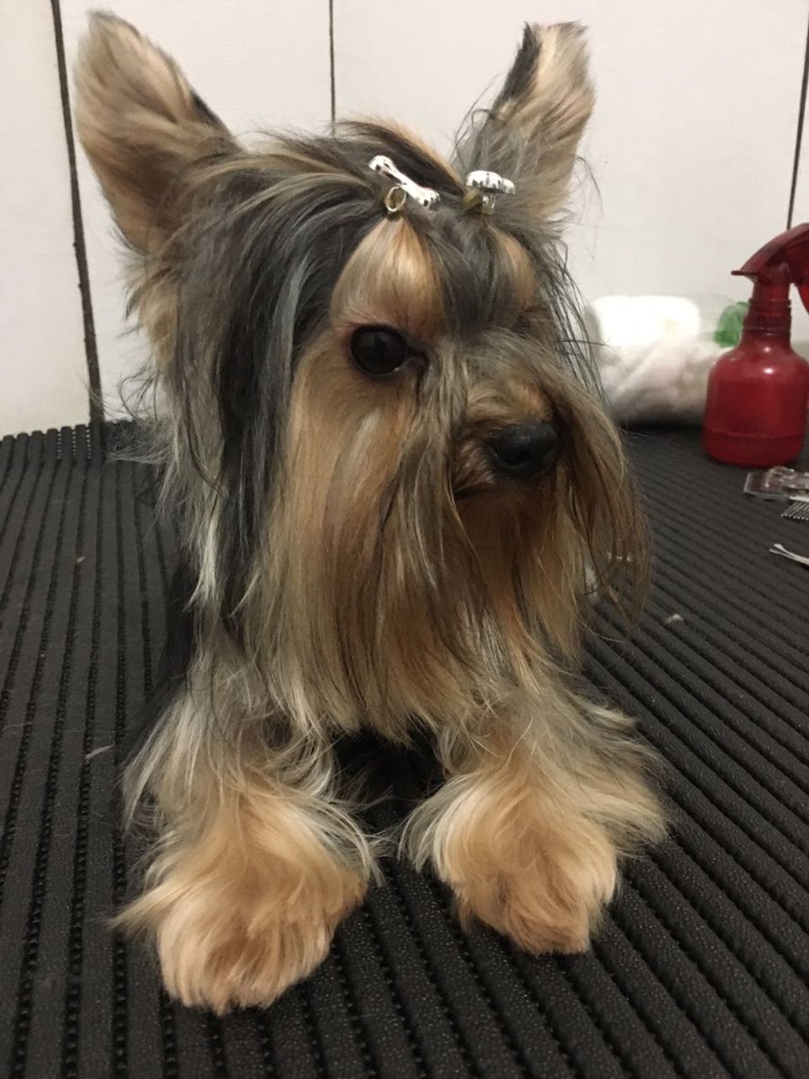 TITIU E BICHANO PET SHOP